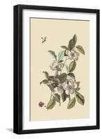 Stuartia - Camellia-Mark Catesby-Framed Art Print