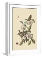 Stuartia - Camellia-Mark Catesby-Framed Art Print