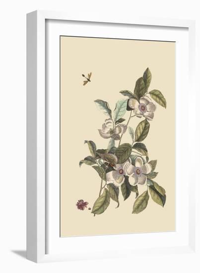 Stuartia - Camellia-Mark Catesby-Framed Art Print