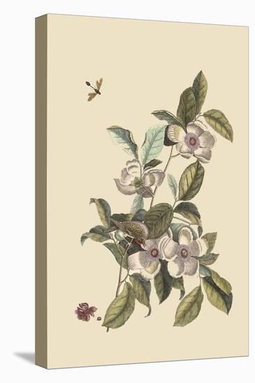 Stuartia - Camellia-Mark Catesby-Stretched Canvas