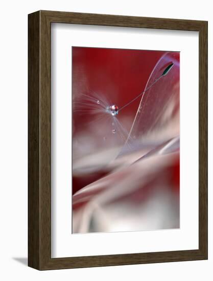 Stuck in Red-Heidi Westum-Framed Photographic Print