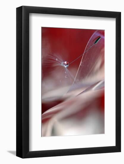 Stuck in Red-Heidi Westum-Framed Photographic Print