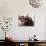 Students Read the Holy Quran During a Class in Herat, Afghanistan-null-Photographic Print displayed on a wall