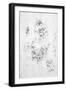 Studies for a Madonna with a cat, c.1478-80-Leonardo da Vinci-Framed Giclee Print