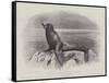 Studies from Life at the Zoological Gardens, a Californian Sea-Lion-null-Framed Stretched Canvas