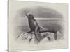 Studies from Life at the Zoological Gardens, a Californian Sea-Lion-null-Stretched Canvas