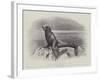 Studies from Life at the Zoological Gardens, a Californian Sea-Lion-null-Framed Giclee Print