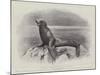 Studies from Life at the Zoological Gardens, a Californian Sea-Lion-null-Mounted Giclee Print