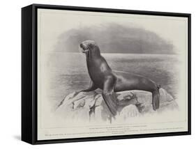 Studies from Life at the Zoological Gardens, a Californian Sea-Lion-null-Framed Stretched Canvas