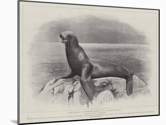 Studies from Life at the Zoological Gardens, a Californian Sea-Lion-null-Mounted Giclee Print
