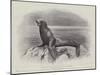 Studies from Life at the Zoological Gardens, a Californian Sea-Lion-null-Mounted Giclee Print