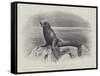 Studies from Life at the Zoological Gardens, a Californian Sea-Lion-null-Framed Stretched Canvas