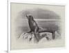 Studies from Life at the Zoological Gardens, a Californian Sea-Lion-null-Framed Giclee Print