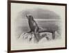 Studies from Life at the Zoological Gardens, a Californian Sea-Lion-null-Framed Giclee Print