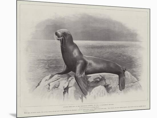 Studies from Life at the Zoological Gardens, a Californian Sea-Lion-null-Mounted Giclee Print