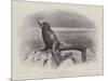 Studies from Life at the Zoological Gardens, a Californian Sea-Lion-null-Mounted Giclee Print