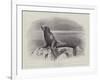 Studies from Life at the Zoological Gardens, a Californian Sea-Lion-null-Framed Giclee Print