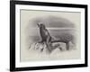 Studies from Life at the Zoological Gardens, a Californian Sea-Lion-null-Framed Giclee Print