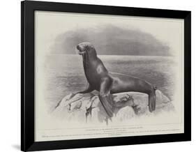 Studies from Life at the Zoological Gardens, a Californian Sea-Lion-null-Framed Giclee Print