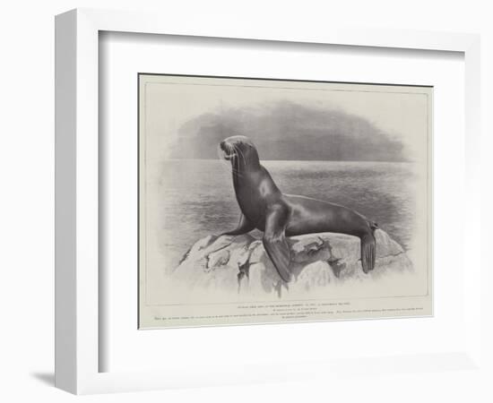 Studies from Life at the Zoological Gardens, a Californian Sea-Lion-null-Framed Giclee Print