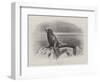 Studies from Life at the Zoological Gardens, a Californian Sea-Lion-null-Framed Giclee Print