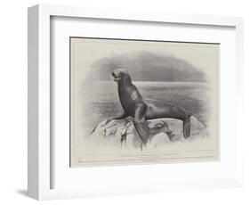 Studies from Life at the Zoological Gardens, a Californian Sea-Lion-null-Framed Giclee Print