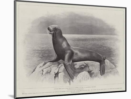 Studies from Life at the Zoological Gardens, a Californian Sea-Lion-null-Mounted Giclee Print