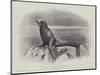 Studies from Life at the Zoological Gardens, a Californian Sea-Lion-null-Mounted Giclee Print