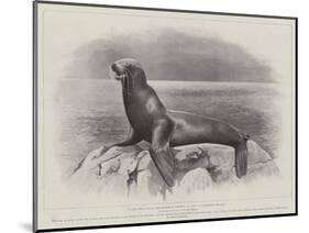 Studies from Life at the Zoological Gardens, a Californian Sea-Lion-null-Mounted Giclee Print