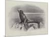 Studies from Life at the Zoological Gardens, a Californian Sea-Lion-null-Mounted Premium Giclee Print
