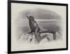 Studies from Life at the Zoological Gardens, a Californian Sea-Lion-null-Framed Premium Giclee Print