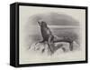 Studies from Life at the Zoological Gardens, a Californian Sea-Lion-null-Framed Stretched Canvas