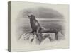 Studies from Life at the Zoological Gardens, a Californian Sea-Lion-null-Stretched Canvas