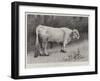 Studies from Life at the Zoological Gardens, a Chillingham Park Bull-null-Framed Giclee Print