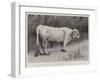 Studies from Life at the Zoological Gardens, a Chillingham Park Bull-null-Framed Giclee Print