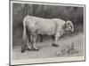 Studies from Life at the Zoological Gardens, a Chillingham Park Bull-null-Mounted Giclee Print