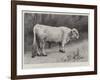 Studies from Life at the Zoological Gardens, a Chillingham Park Bull-null-Framed Giclee Print