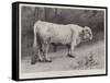 Studies from Life at the Zoological Gardens, a Chillingham Park Bull-null-Framed Stretched Canvas