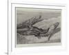 Studies from Life at the Zoological Gardens, Common Alligators of the Mississippi-null-Framed Giclee Print