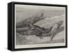 Studies from Life at the Zoological Gardens, Common Alligators of the Mississippi-null-Framed Stretched Canvas