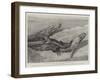 Studies from Life at the Zoological Gardens, Common Alligators of the Mississippi-null-Framed Giclee Print