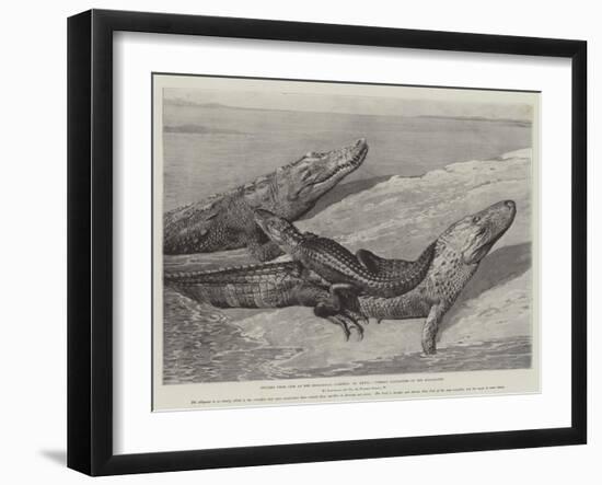 Studies from Life at the Zoological Gardens, Common Alligators of the Mississippi-null-Framed Giclee Print