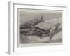 Studies from Life at the Zoological Gardens, Common Alligators of the Mississippi-null-Framed Giclee Print