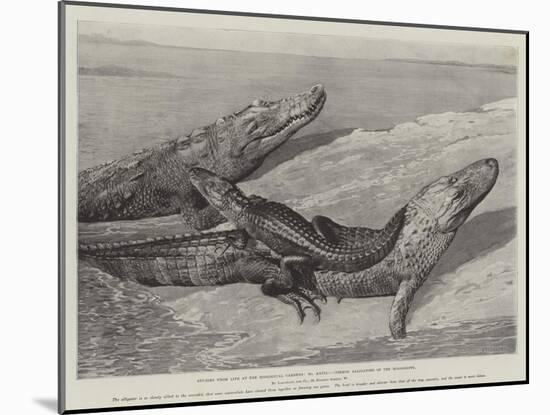 Studies from Life at the Zoological Gardens, Common Alligators of the Mississippi-null-Mounted Giclee Print