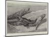 Studies from Life at the Zoological Gardens, Common Alligators of the Mississippi-null-Mounted Giclee Print