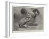 Studies from Life at the Zoological Gardens, Maras, or Patagonian Cavies-null-Framed Giclee Print