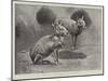 Studies from Life at the Zoological Gardens, Maras, or Patagonian Cavies-null-Mounted Giclee Print