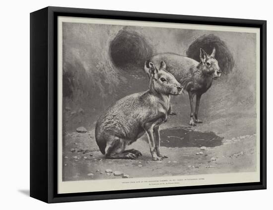 Studies from Life at the Zoological Gardens, Maras, or Patagonian Cavies-null-Framed Stretched Canvas