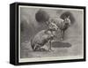 Studies from Life at the Zoological Gardens, Maras, or Patagonian Cavies-null-Framed Stretched Canvas