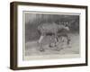 Studies from Life at the Zoological Gardens, Moose, Father and Child-null-Framed Giclee Print